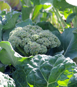 7217-broccoli.jpg
